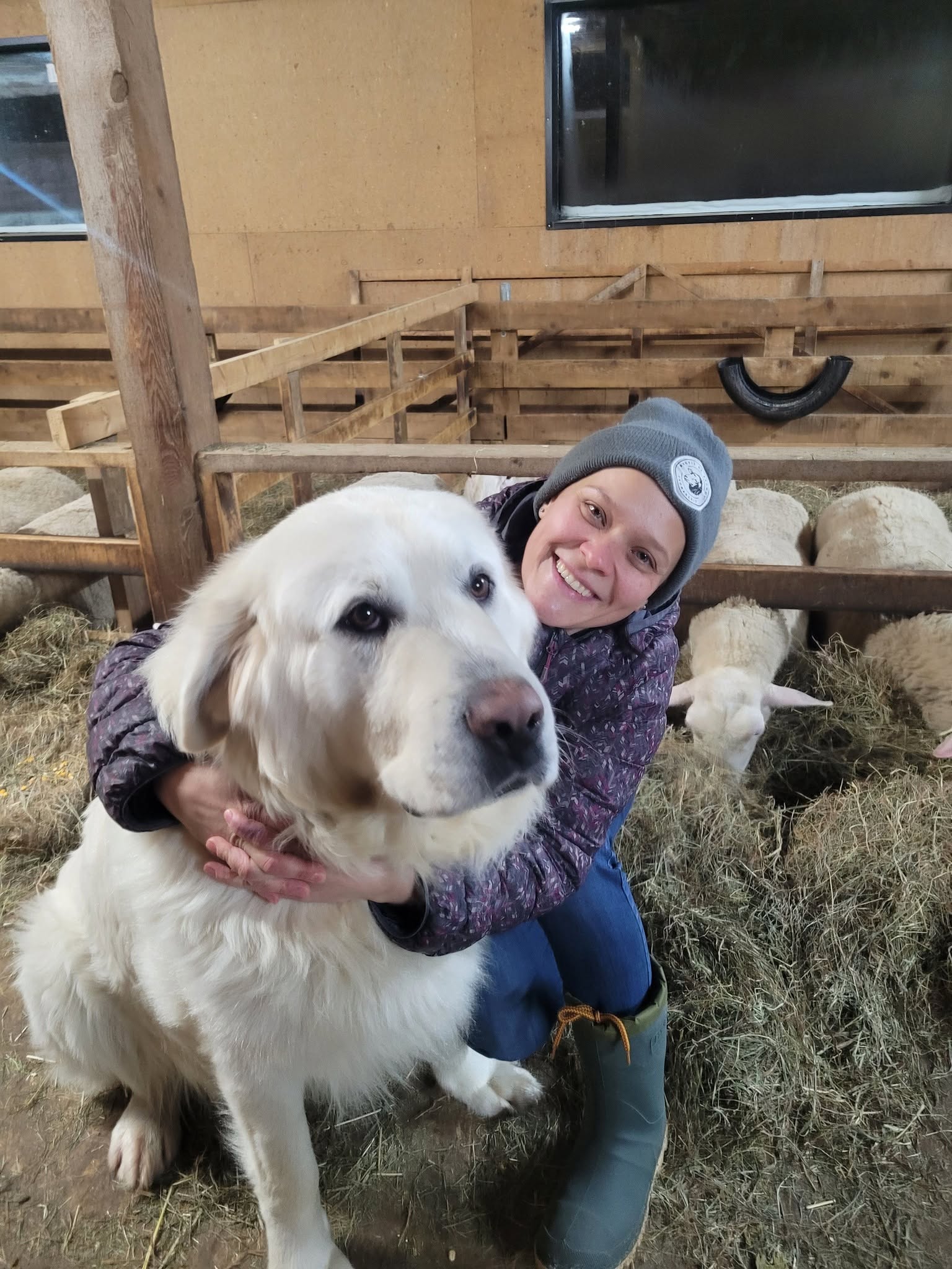 Farm dog in the barn