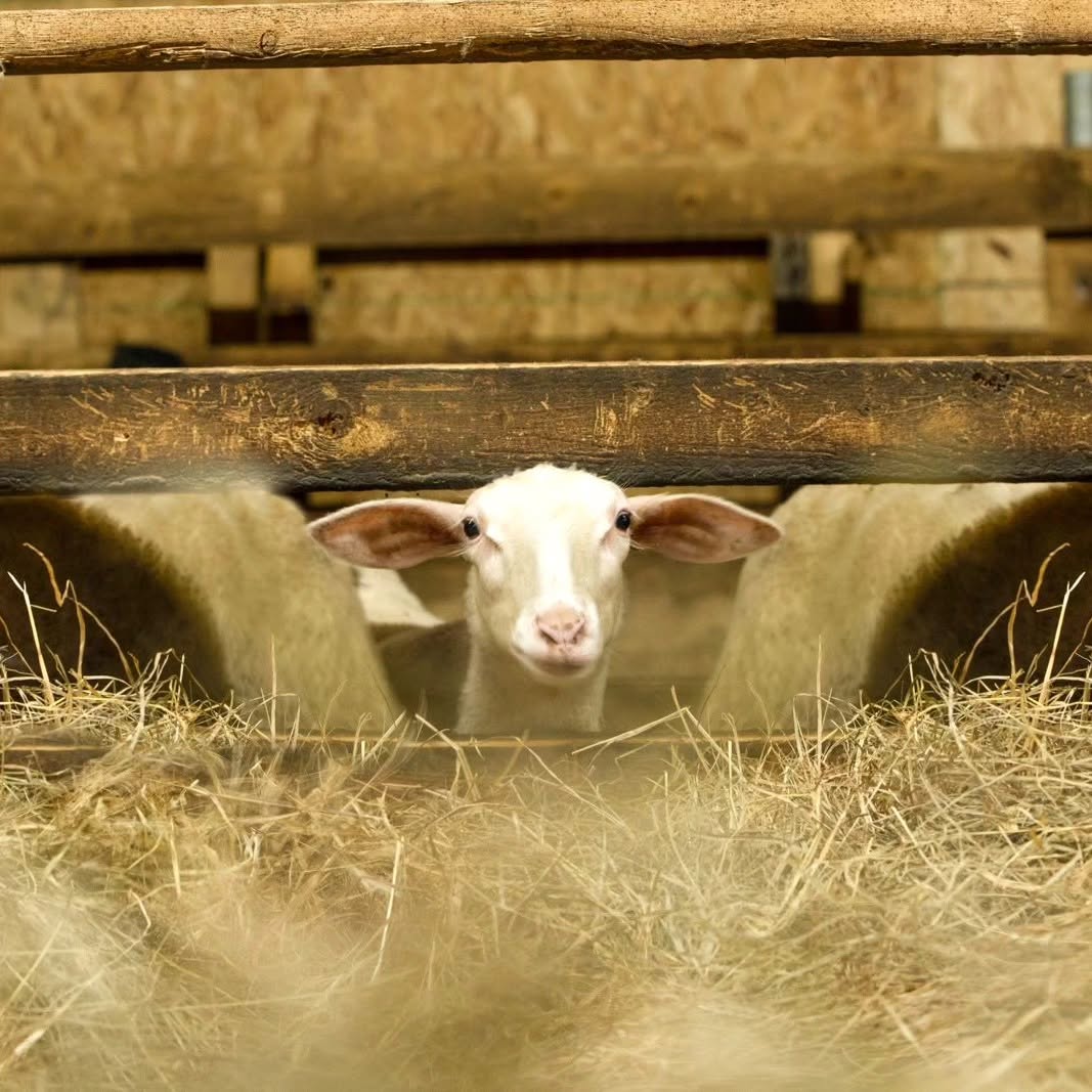 Lamb in the barn