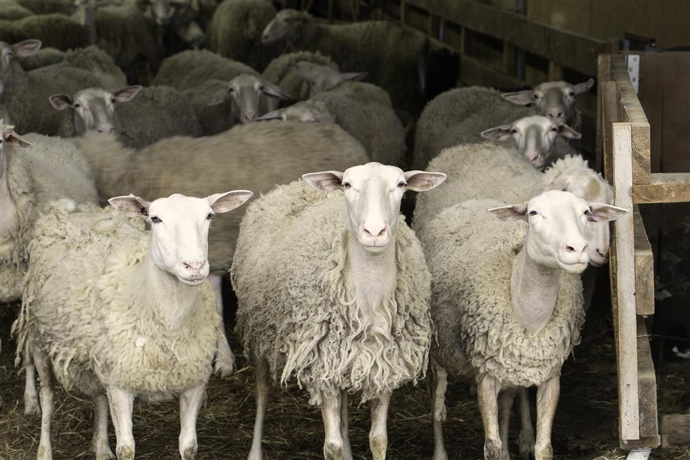 Flock of sheep in the barn