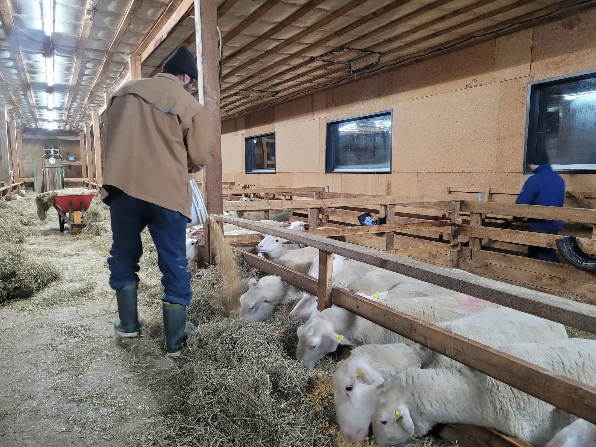 Sheep feeding at the farm