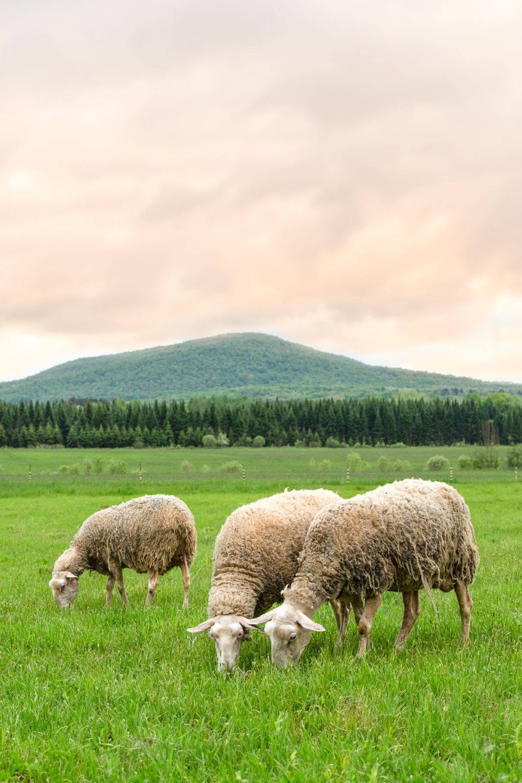 Sheep grazing in front of the Bromont countryside