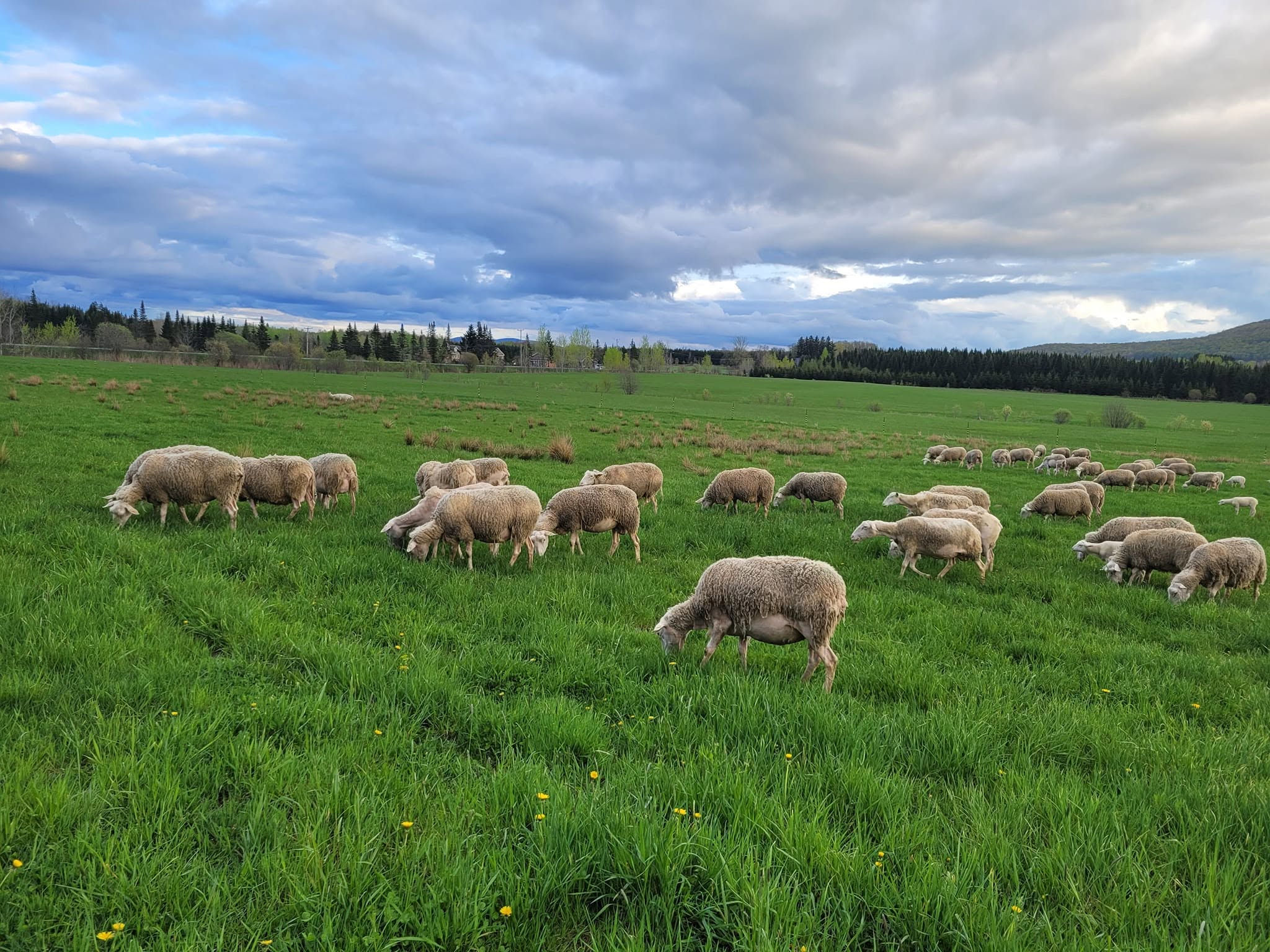 Flock of sheep grazing in Bromont under a wide sky