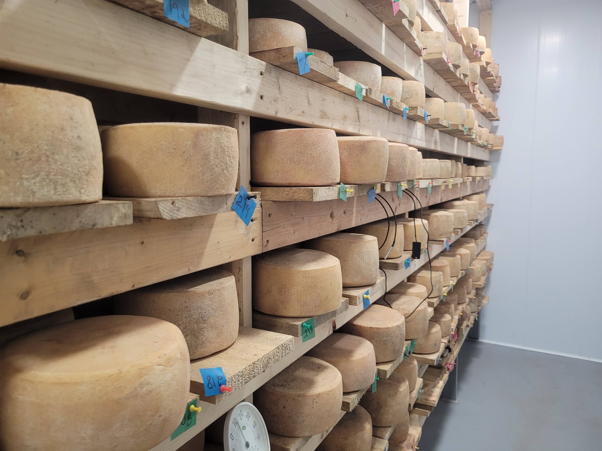 Sheep milk cheeses aging on shelves