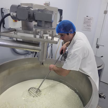 Sheep milk being worked in the cheesemaking vat